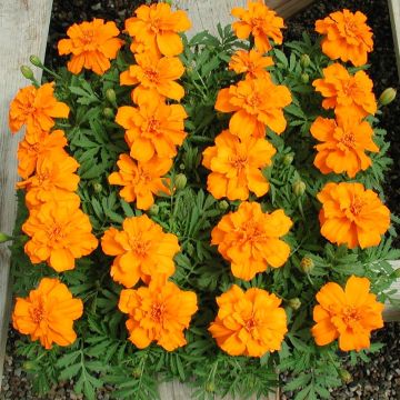 Oeillet d'Inde Queen Orange Mini-mottes