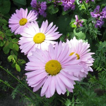 Tanacetum coccineum Robinson Rose