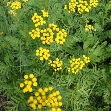 Tanaisie - Tanacetum vulgare