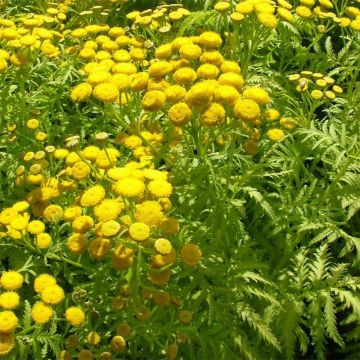 Tanacetum vulgare Isla Gold - Tanaisie dorée