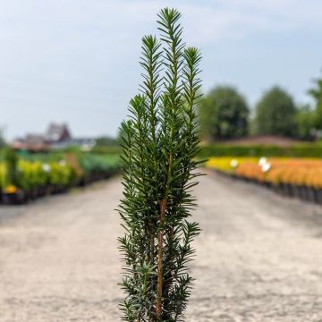 If commun - Taxus baccata Black Tower