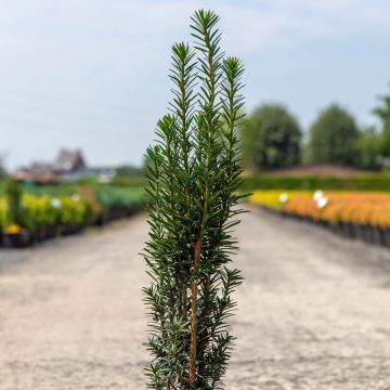 If commun - Taxus baccata fastigiata Black Tower