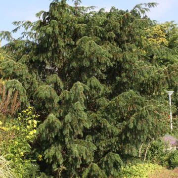 Taxus baccata Dovastoniana - If commun 