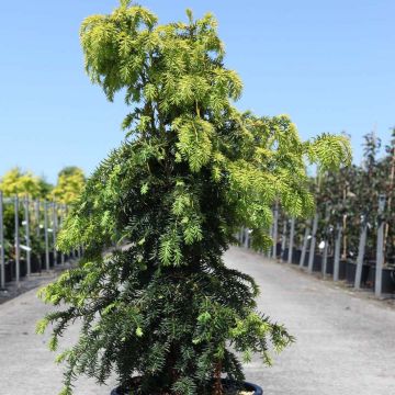 Taxus baccata Dovastonii Aurea - If doré