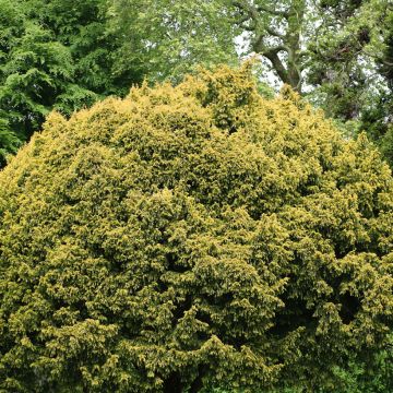 Taxus baccata Dovastoniana - If commun 