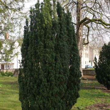 Taxus baccata Fastigiata Robusta - If commun fastigié