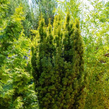 Taxus baccata Fastigiata Aurea - If commun doré