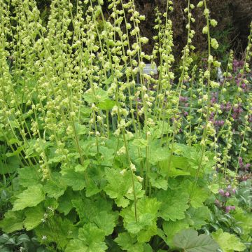 Tellima grandiflora - Tellime à grande fleur