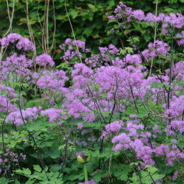 Thalictrum Black Stockings - Pigamon