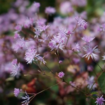 Thalictrum Evening Star - Pigamon