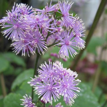 Thalictrum actaeifolium Perfume Star - Pigamon rose