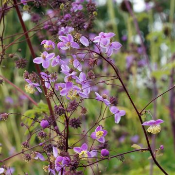 Thalictrum delavayi Splendide - Pigamon