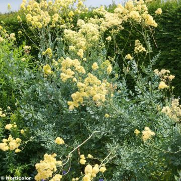 Thalictrum flavum glaucum - Pigamon