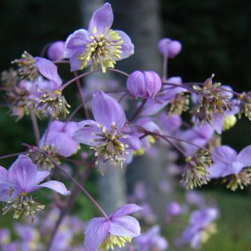 Thalictrum rochebrunianum - Pigamon
