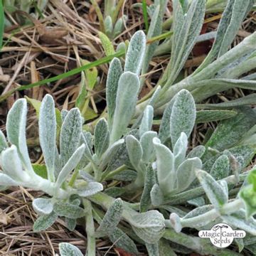 Thé grec des montagnes BIO - Sideritis syriaca - Thé de Crète