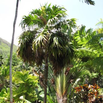 Thrinax parviflora - Palmier de la Jamaïque