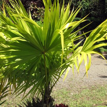 Thrinax radiata - Palmier balai de Floride
