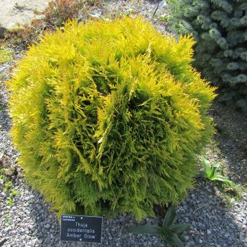 Thuya du Canada - Thuja occidentalis Amber Glow