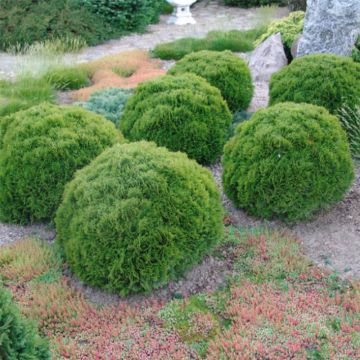 Thuja occidentalis Danica - Thuya du Canada                       