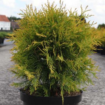 Thuya du Canada - Thuja occidentalis Golden Globe.