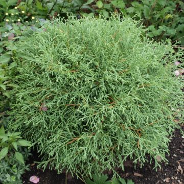 Thuya du Canada - Thuja occidentalis Mr Bowling Ball