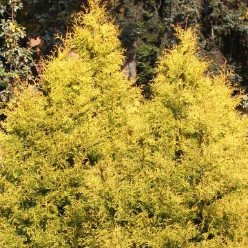 Thuya du Canada - Thuja occidentalis Rheingold                  