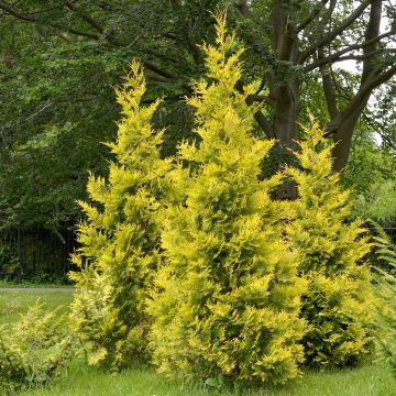 Thuya du Canada - Thuja occidentalis Salland