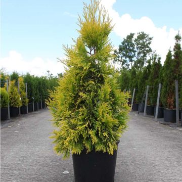 Thuya géant - Thuja plicata 4 EVER GOLDY®