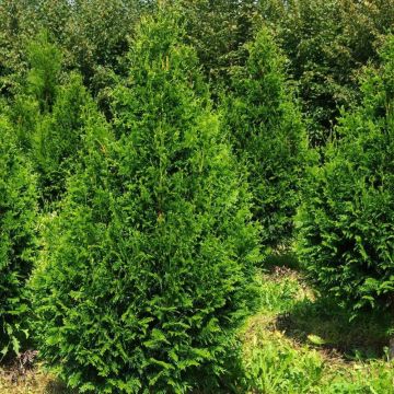 Thuja plicata Can-Can - Thuya compact