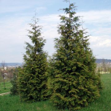 Thuja plicata Excelsa