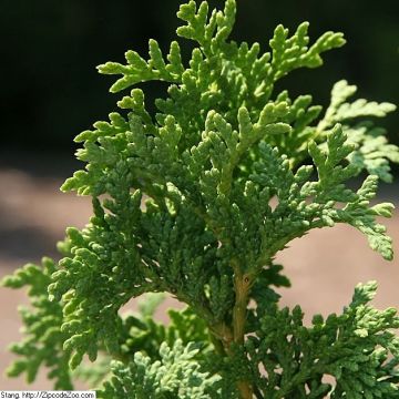 Thuya du Canada - Thuja occidentalis Degroot's Spire