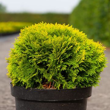 Thuya du Canada - Thuja occidentalis Mirjam