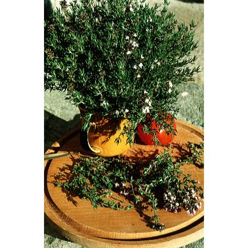 Thym d'hiver - Thymus vulgaris