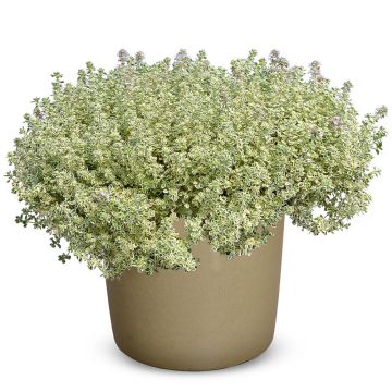 Thymus Sparkling Bright - Thym panaché en mini-motte