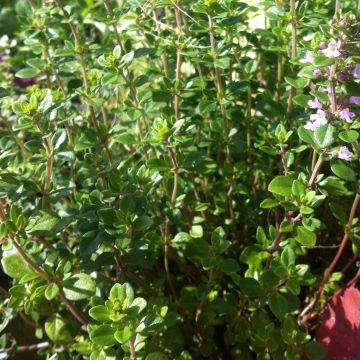 Thym citron BIO - Thymus citriodorus