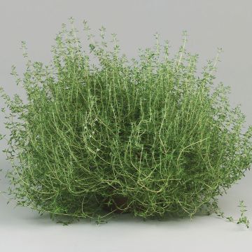 Thym orange en plants - Thymus vulgaris Fragrantissimum