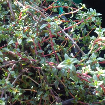 Thym de Corse - Thymus herba-barona 