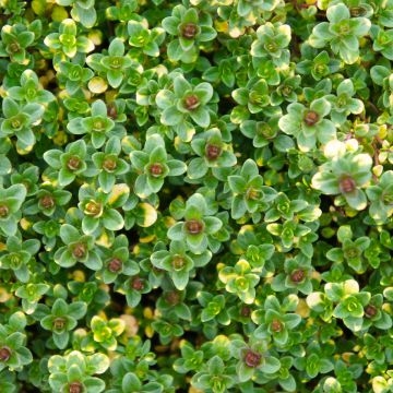 Thym hybride Doone Valley - Thymus (x) citriodorus