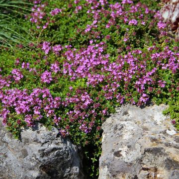 Thym serpolet Elfin - Thymus serpyllum