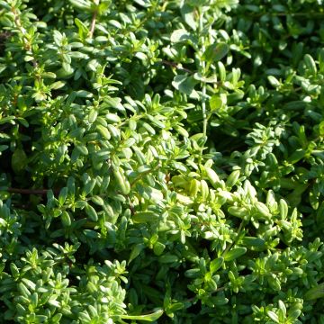 Thymus longicaulis - Thym à tiges longues