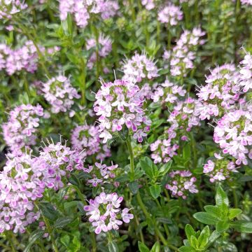 Thymus nitens - Thym luisant