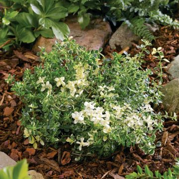 Thymus pulegioides Splendens - Thym faux pouillot - Thym à larges feuilles 
