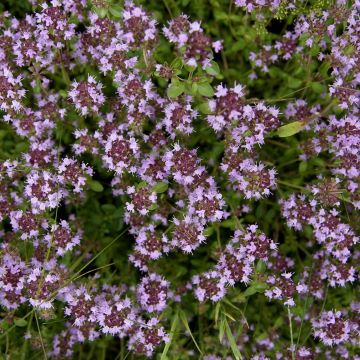 Thymus pulegioides Splendens - Thym faux pouillot - Thym à larges feuilles 