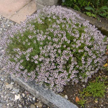 Thym d'hiver, Thymus vulgaris Compactus