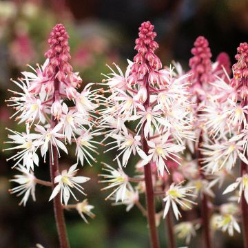 Tiarelle - Tiarella Morning Star