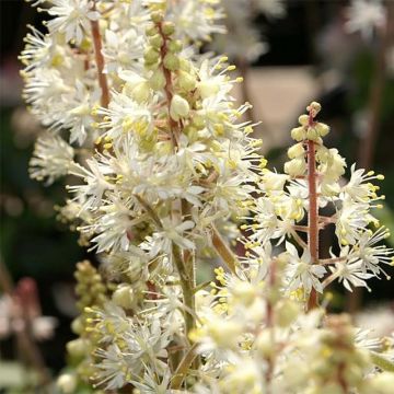 Tiarella cordifolia Brandywine - Tiarelle cordifoliée