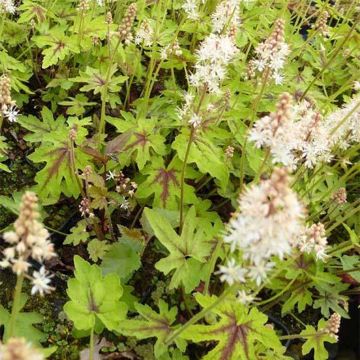 Tiarella cordifolia Mint Chocolate - Tiarelle cordifoliée