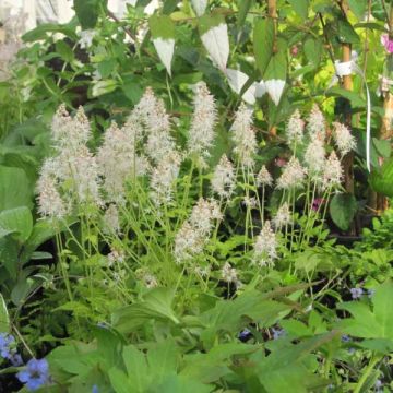 Tiarelle - Tiarella cordifolia Moorgrun