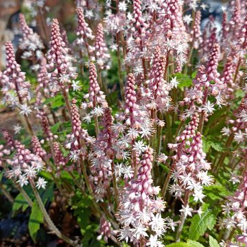 Tiarella cordifolia Pink Brushes