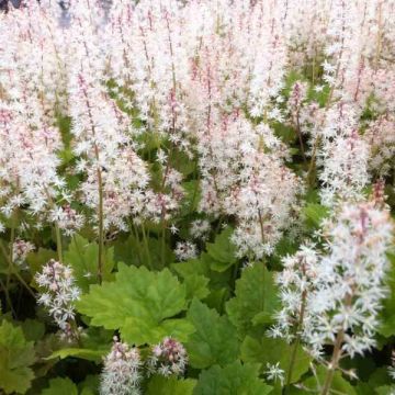 Tiarelle - Tiarella Tiger Stripe